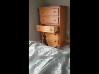 Котячий мастер маскировки 80 уровня