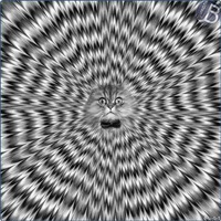 Кирилл Васин | Курск