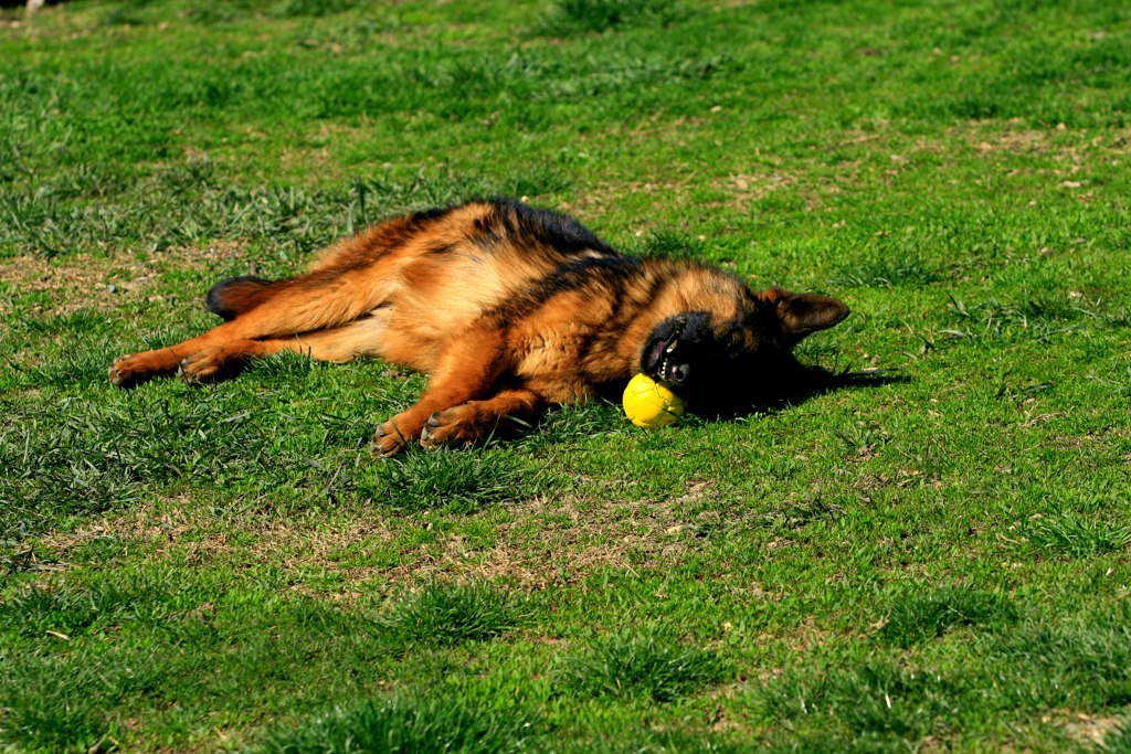 Приставучего Клоуна Кусает Собака (Видео)