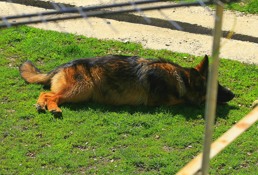 Приставучего Клоуна Кусает Собака (Видео)