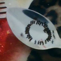 Индира Асхабова