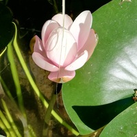 Наталья Балашова