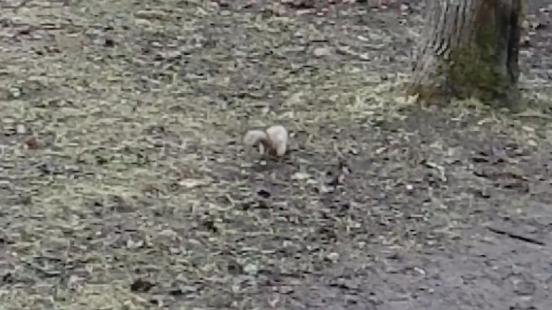 VID_20180421_131458.mp4