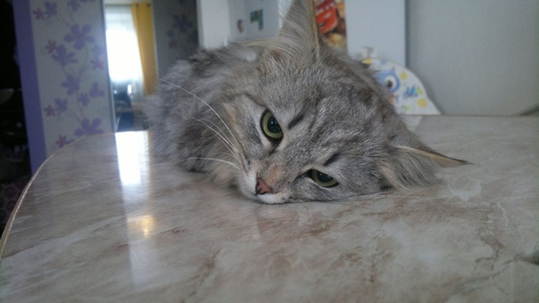 #нужна_финансовая_помощь@vmestepnz_animals #Василий_ID24
НУ