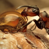 Ирина Ефременко | Симферополь