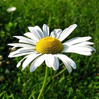 Евгения Присич