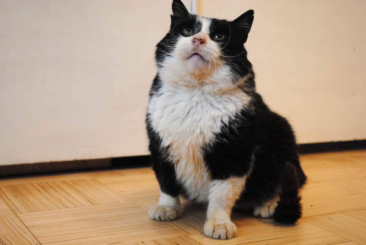 Кошки в нашей жизни. Кошки и все, что с ними связано.