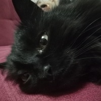 Алексей Локтов