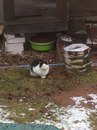 Безкота_добро