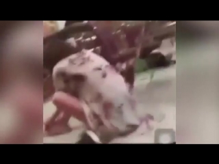 Момент стрельбы в школе Паркленда (штат Флорида. 15.02.2018) ...