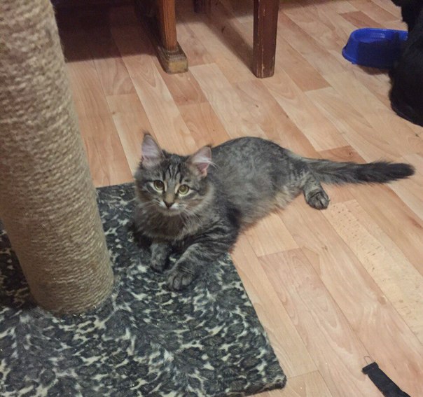 #ищу_дом@vmestepnz_animals
Машуня ищет дом

Город: Пенза
