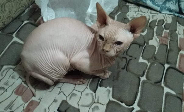 Нашли котейку на улице, а у ребенка аллергия, хотелось бы по