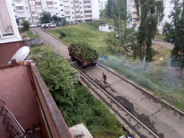 В Усть-Илимске во дворах вырубают вековые деревья