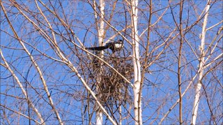 Две хитрые 🦅 сороки вьют гнездо на берёзе (Pica pica). Relax Musical.