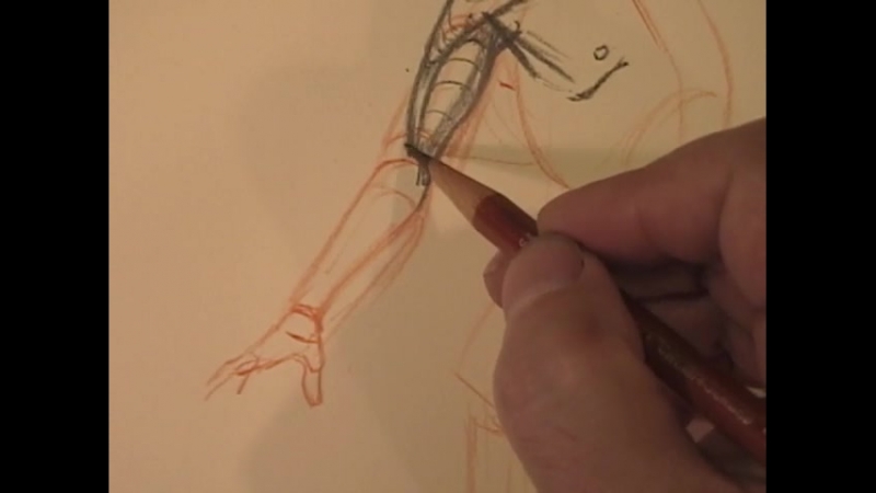 12 Anatomy part 3