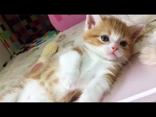 Cute And Tired Baby Kitten