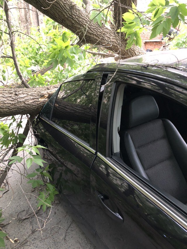 В Ленинском районе Саратова поваленное ветром дерево раздавило Opel В Ленинском районе Саратова поваленное ветром дерево раздавило Opel