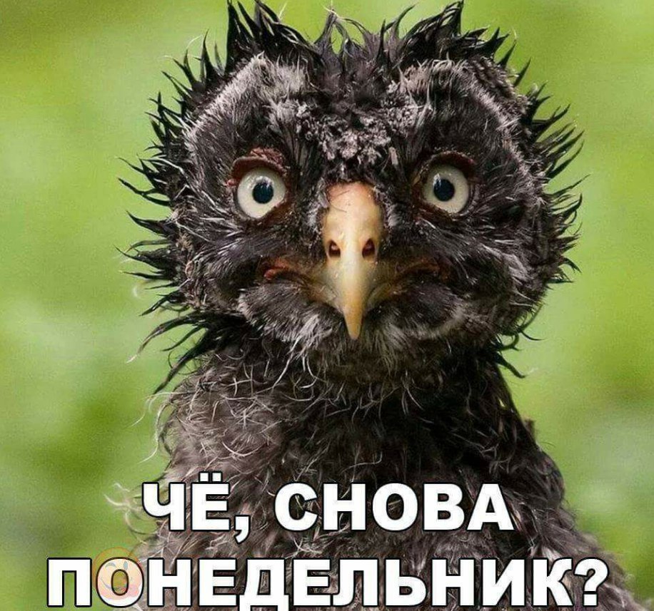 о боже опять понедельник картинки онлайн