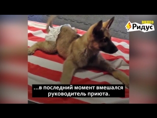 Невероятная история собаки, которую хотели усыпить