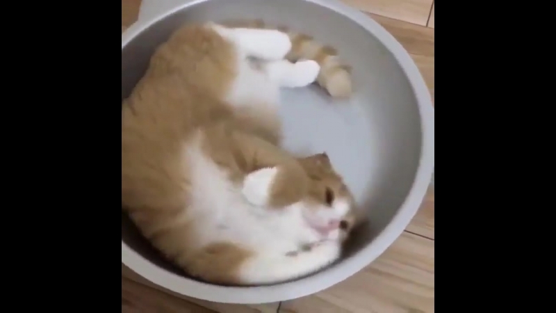 котик в сковородке