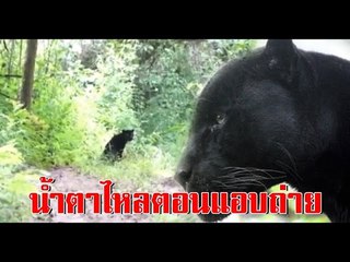 คนดูเป็นล้านครั้ง! “เสือดำ” ทุ่งใหญ่ฯอีก&