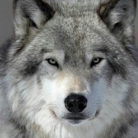 Валентин Белобжецкий