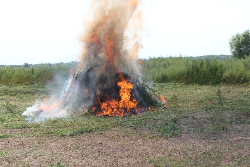 В Юстинском районе уничтожено более 4 тысяч кустов дикорастущей конопли