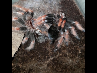 Ускоренная линька паука-птицееда Brachypelma boehmei (Трек Tool - Parabola)