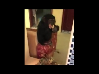 Накурили обезьянку 18+