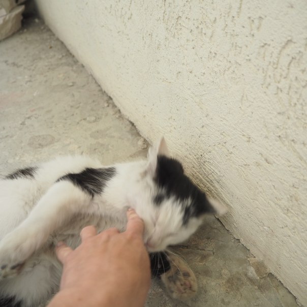 К подъезду новостройки у Зоопарка подбросили бородатую девоч