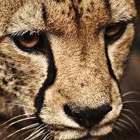 Павел Петров