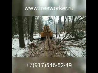 Санитарная вырубка. Валка деревьев. расчистка участка. www.treeworker.ru