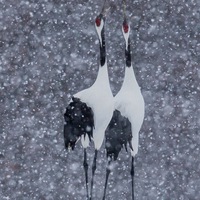 Анжелика Арт