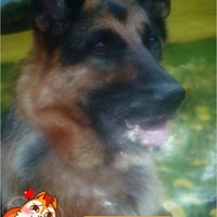 Виталий Гурьев | Духовщина