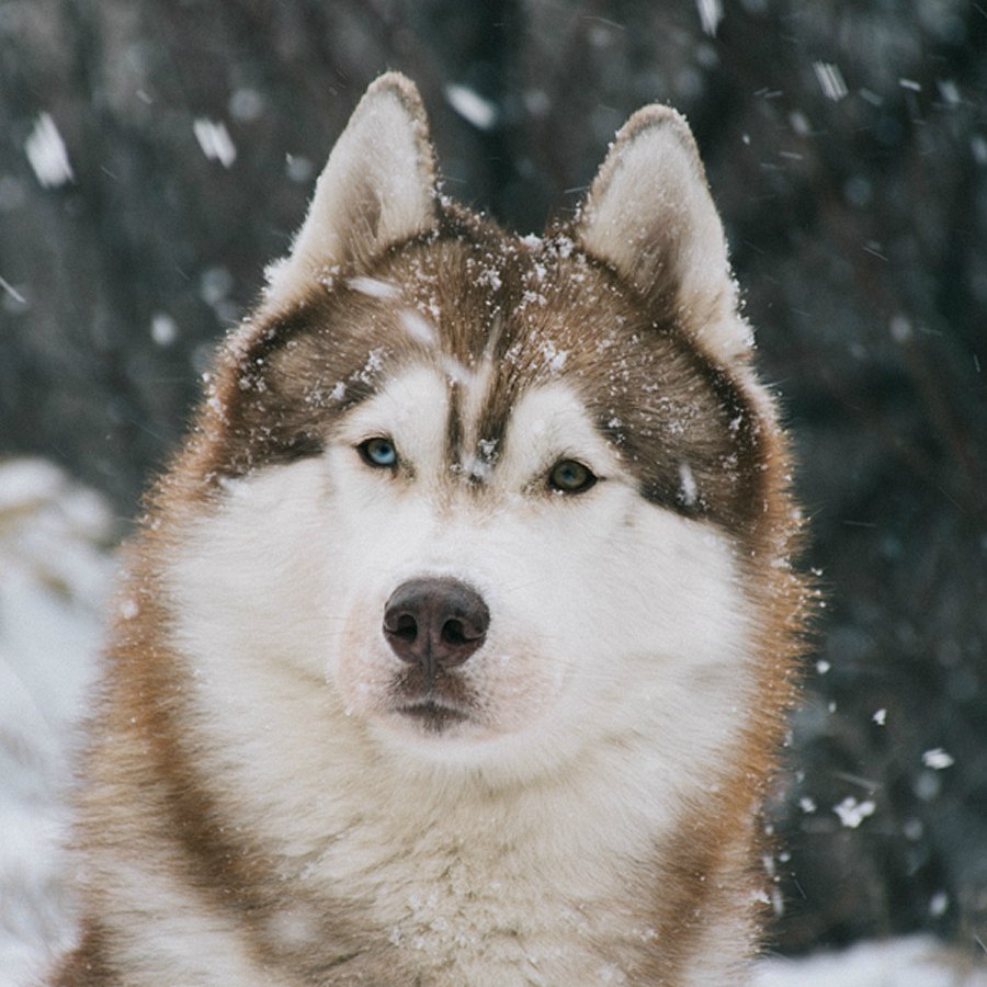 Аватара пользователя