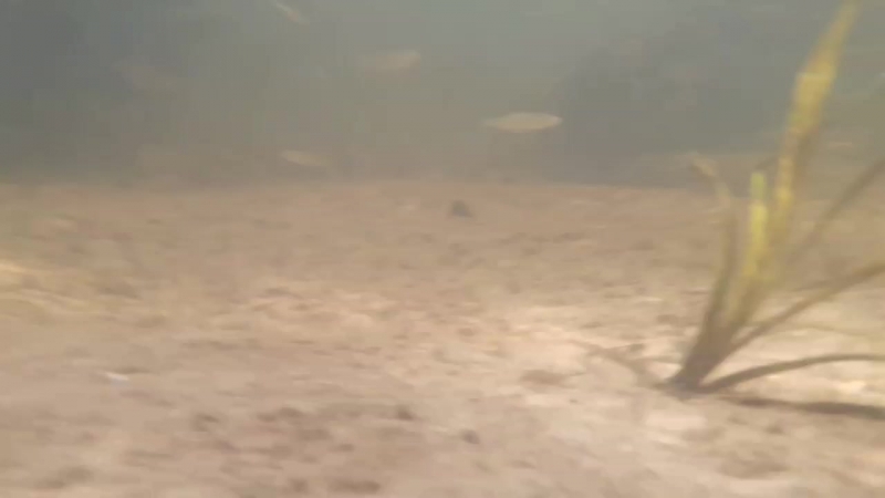 Под водичкой