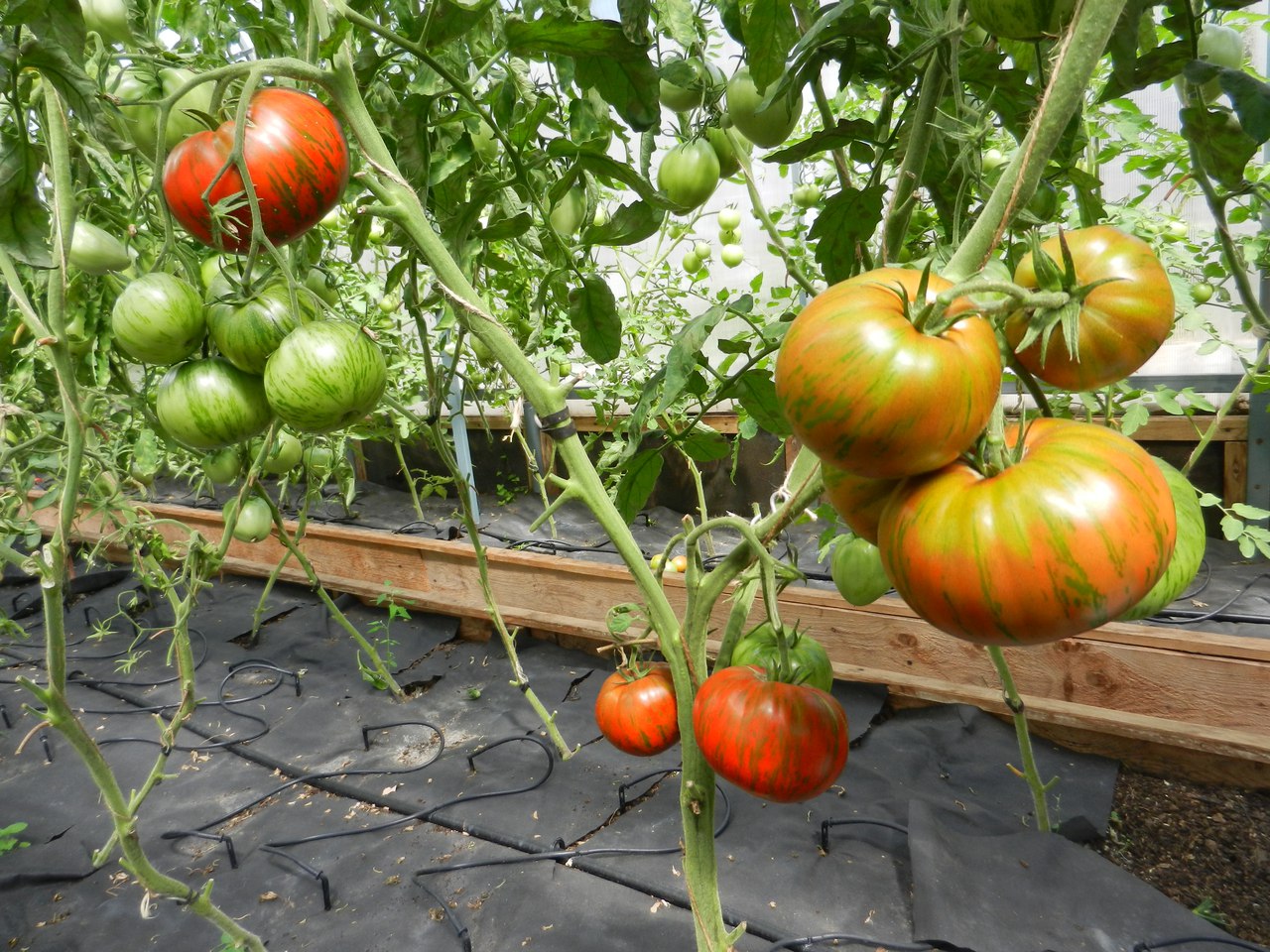 фотография из вКонтакта