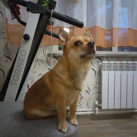 Рыжников Алексей