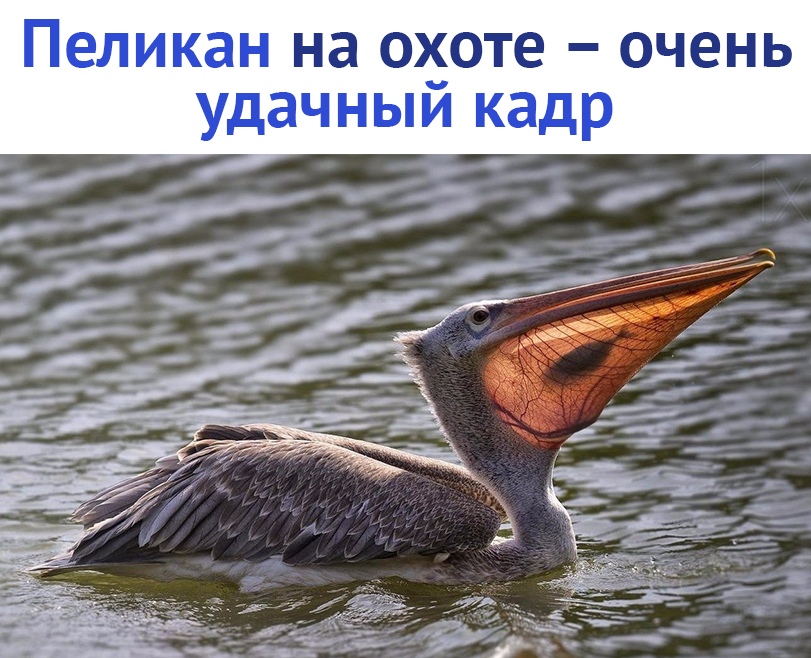 https://pp.userapi.com/c824604/v824604603/14fc77/w-WDRU8h_OE.jpg