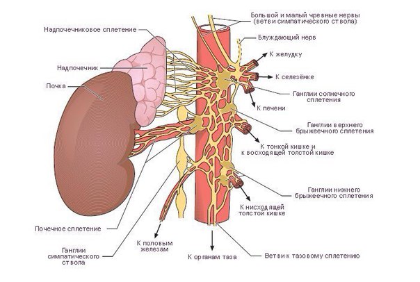 Чревное сплетение (plexus celiacus) Чревное сплетение (plexus celiacus)