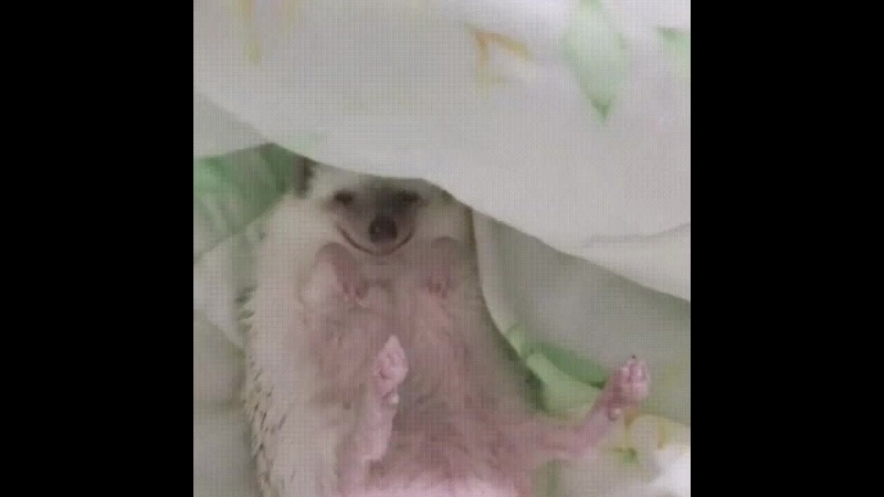 Doc2000036086_469831169.mp4