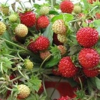 Марина Коноплева |