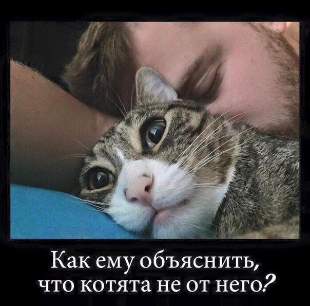 Кошки в нашей жизни. Кошки и все, что с ними связано.