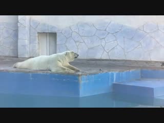 Комета и ворона в Ростовском зоопарке
