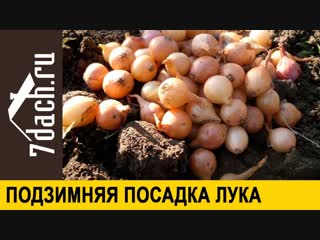 👩🌾 Правила подзимней посадки лука - 7 дач