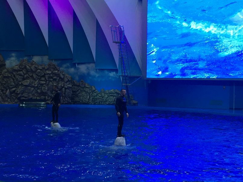 Северная Корея Владивосток. Белухи