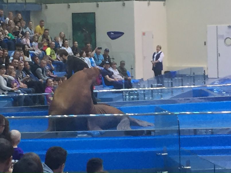 Северная Корея Владивосток. Морж