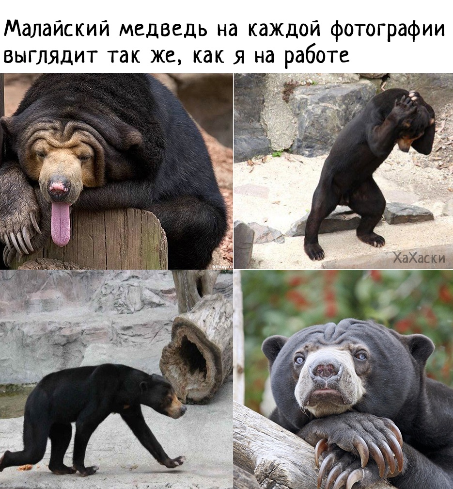 https://pp.userapi.com/c830109/v830109797/1d9006/ef4xZ5RcIDI.jpg