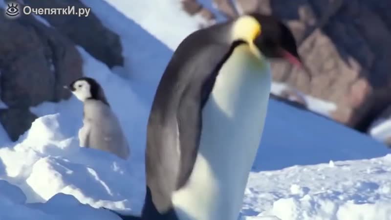 Трудно быть пингвином