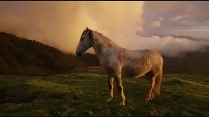 Horse 🖤
